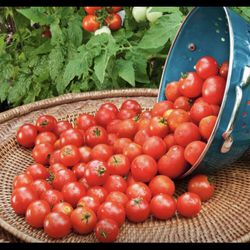 Sweet Cherry Tomato Seedling Plant 1 Gallon Free Black Eyed Susan Plant