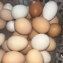 Fresh Eggs 