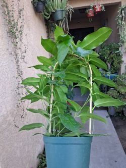 RARE. Hoya ARCHBOLDIANA Plant $78