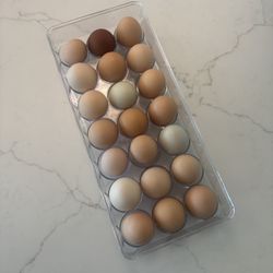 Hatching Fertalized Eggs. 12/$20 