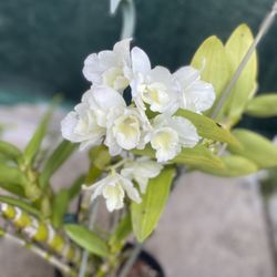 Orchid Plant, In 1 Gallon Pot Is Blooming Fragrant Flowers Pick Up Only