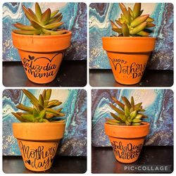 Mother’s Day succulent pots