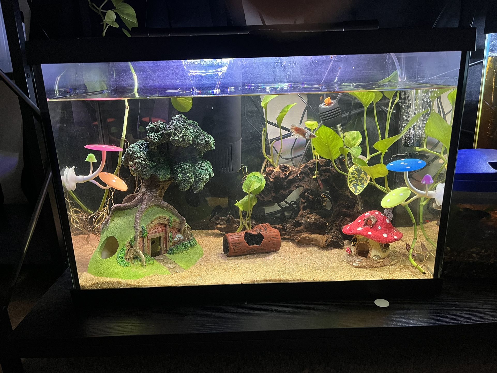 Fish Tank