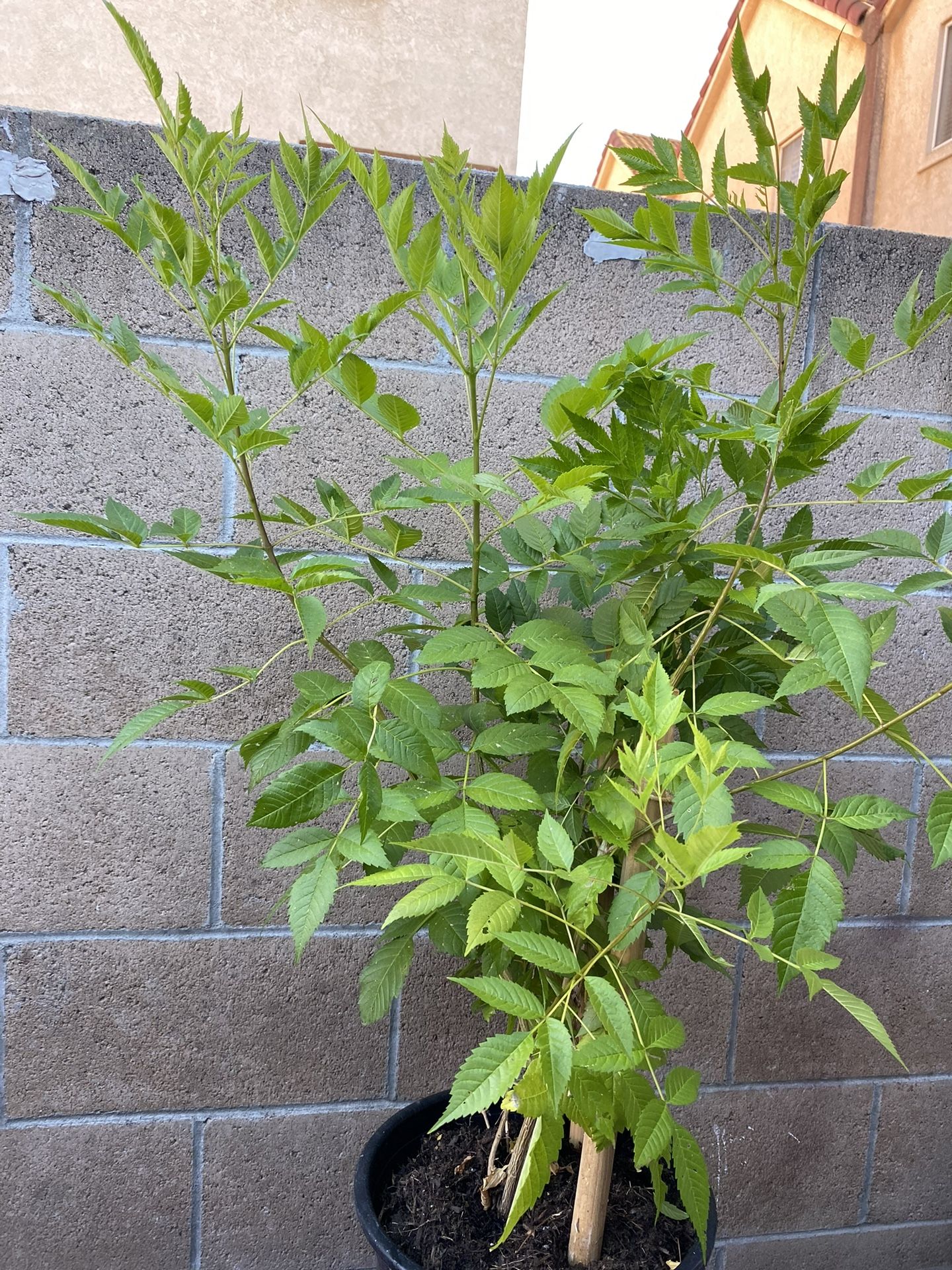 La Tronadora/Tronadora Plant