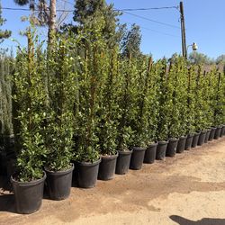 Indian Laurel ficus nitida 15 gal