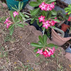 Rosa De El Decierto $35.00