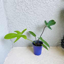 Philodendron   Florida  Plant 