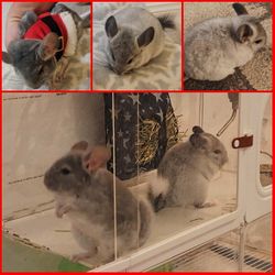 🎄 Holiday Special! Chinchilla cage Ready for Christmas 🎁
