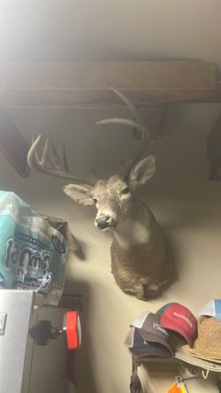 Up State New York Deer
