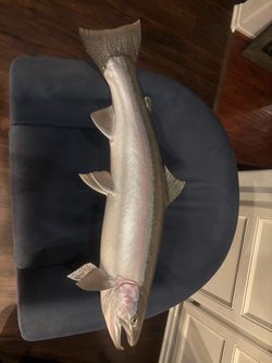 Rainbow Trout Fish Taxidermy Mount