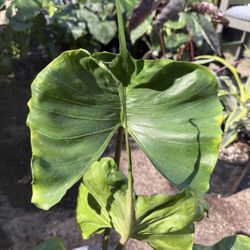 Alocasia Stingray 