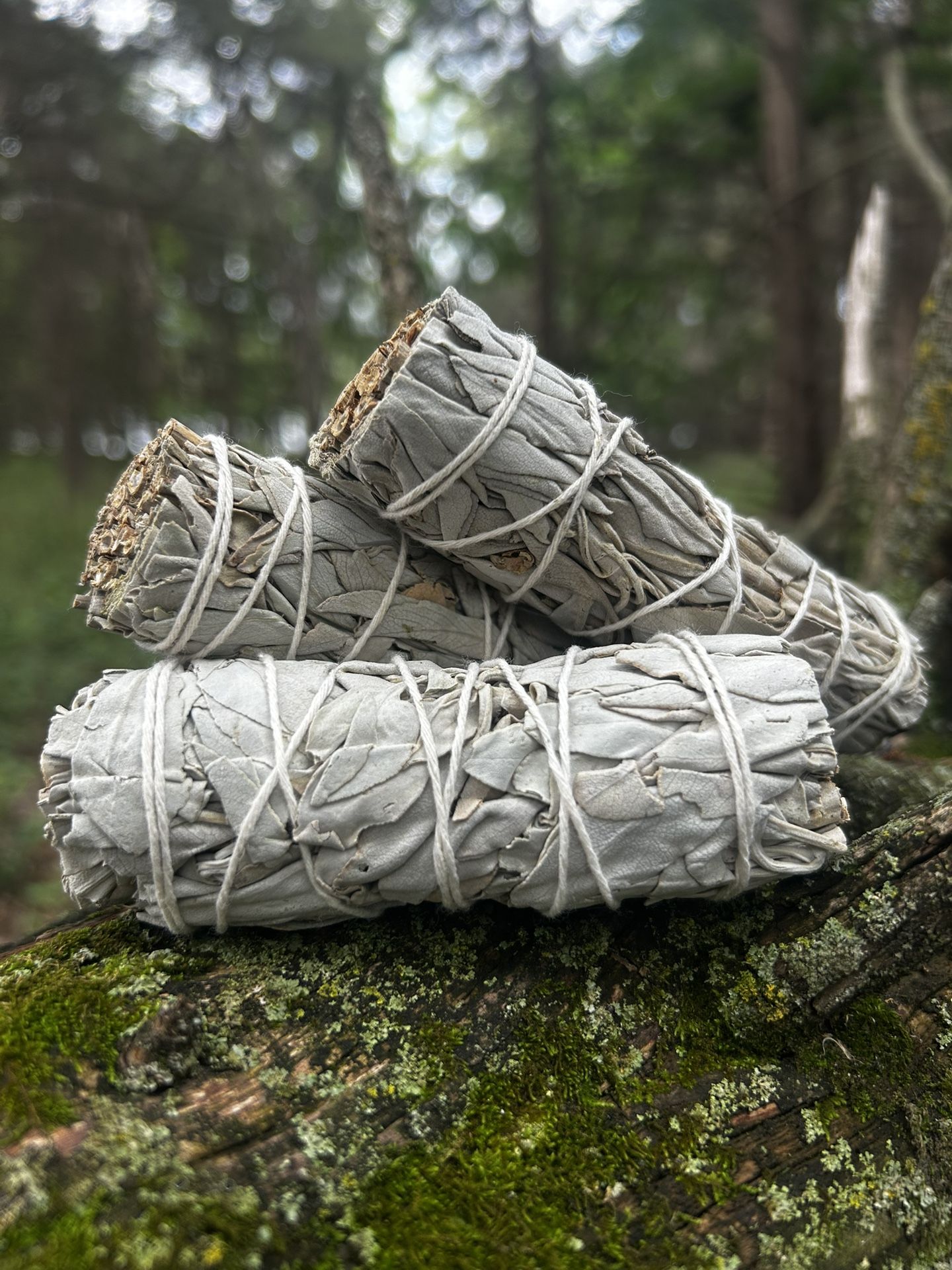 California White Sage Smudge Sticks (3 Pack)