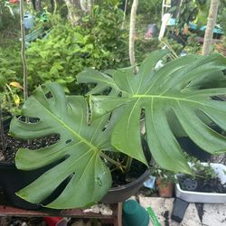 Monstera Plant