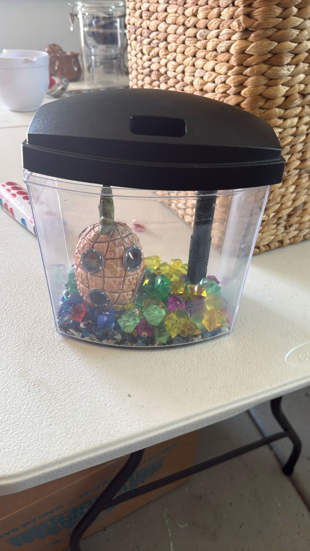 Small 1 Foot Fish Tank