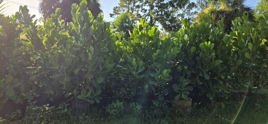 Clusia price includes installation 4 feet tall from dirt up