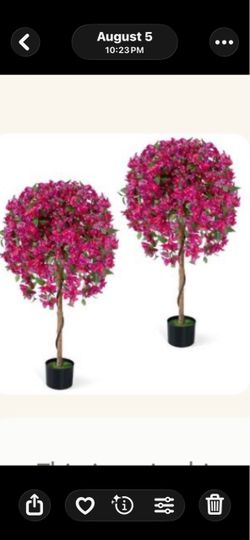 bougainvillea trees