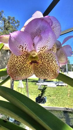 Two Color Spotted Vanda