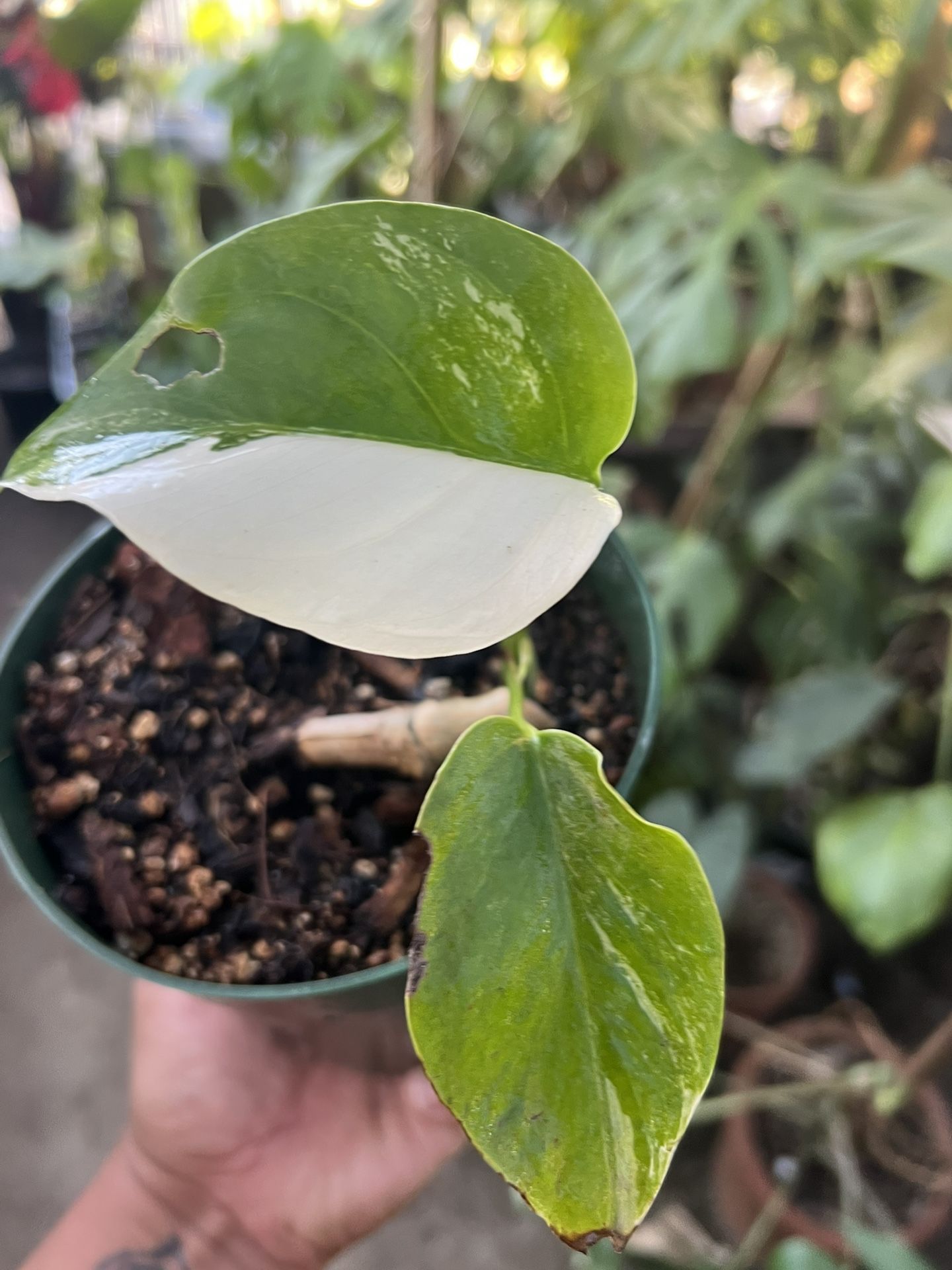1/2 Moon Monstera