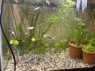 Guppy Decor/ramhorn Decor Wholesale 