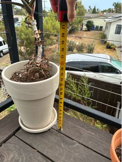 Large Healthy Tropical Succulent (outdoor)