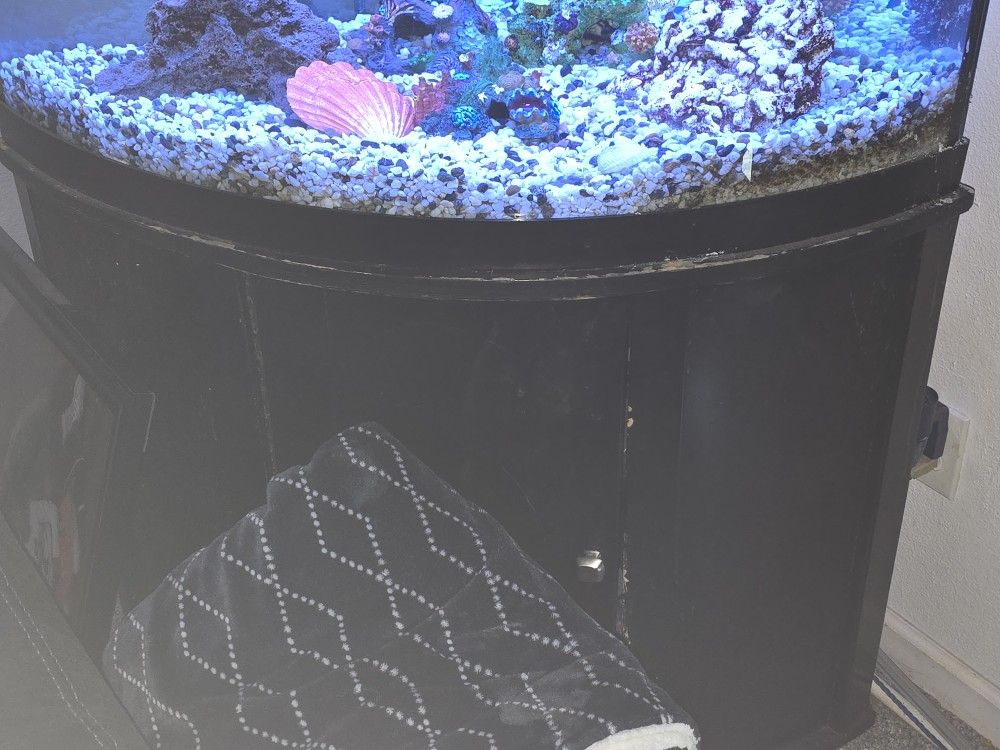 Fish Tank "55