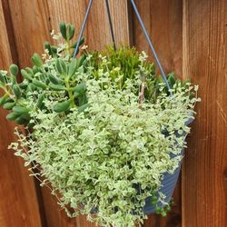 Hanging Basket with Mixed Succulents 