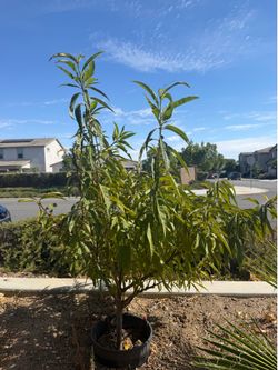 Peach tree