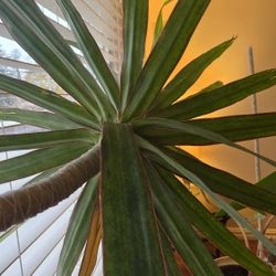 Tall Indoor Plant Set — Dracaena Pair, Yucca & Fiddle Leaf Fig (Pots Included)