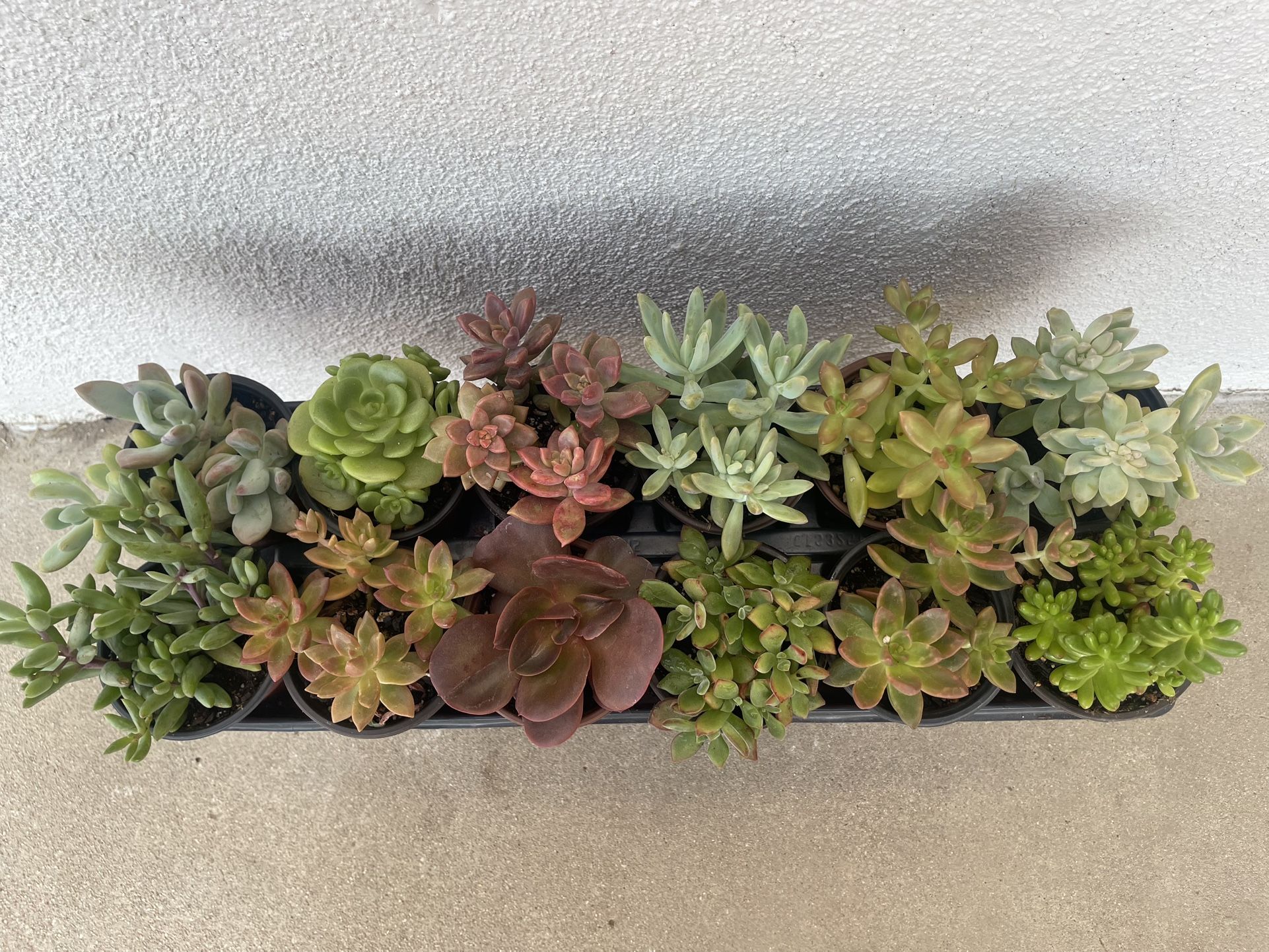 Succulent Plants (2.50$ Each Pot)