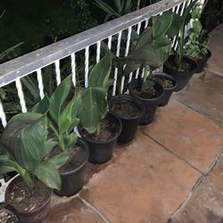 Many Plants Available For Sale