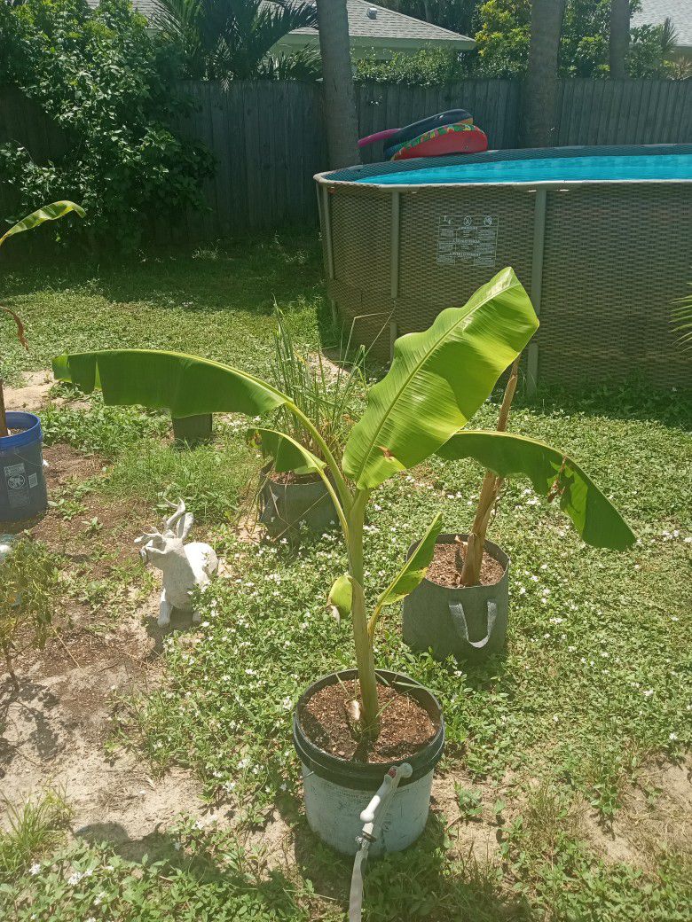 Banana Tree Plant