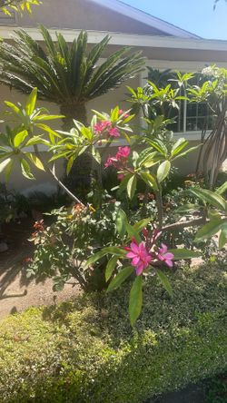 Plumeria pink flowers