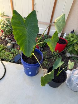 Alocasia/elephant ear