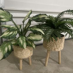 2 Plants 