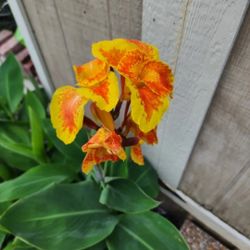 Canna Lilly 