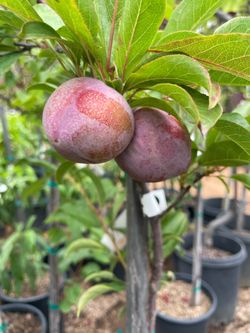 5 Gallon Size- Peach Trees- Avocado Trees- Cherry Trees- Fig Trees- Guava Trees- Plum Trees- Nectarine Trees