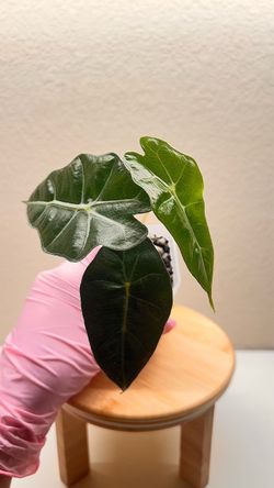 Alocasia Polly #7