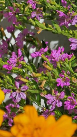 Lavender-Pink Cuphea hyssopifolia  False Heather, Mexican Heather, Hawaiian flower plant