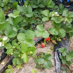 Hybred Red/white Strawberry Plants