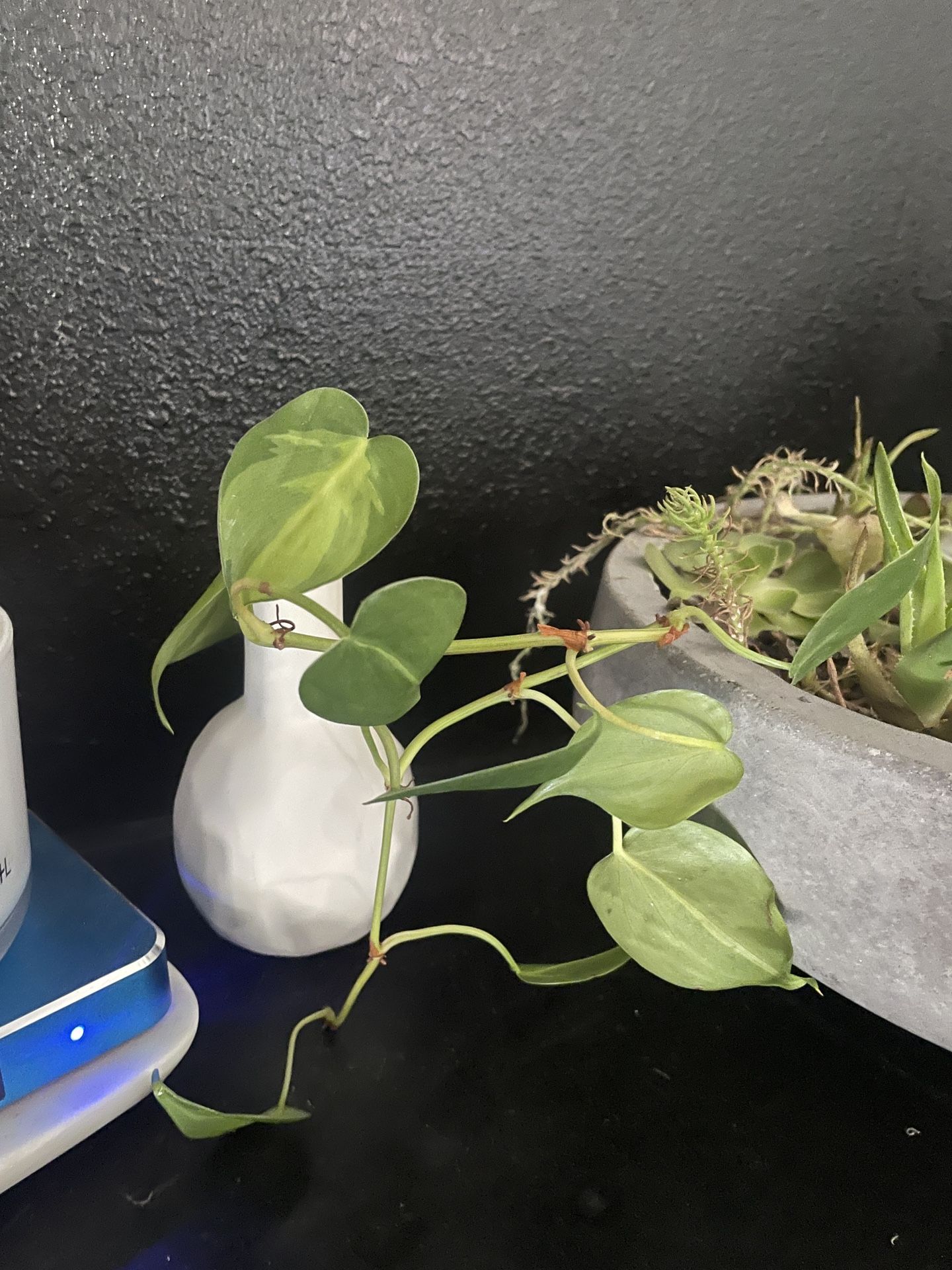 Rooted Micah Cutting In Vase