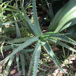 Aloe Vera Plants