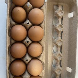 Fresh Eggs $8 the Dozen 
