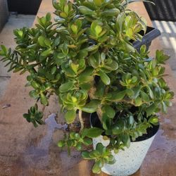 Jade Plant