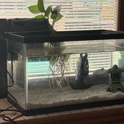 10 Gallon aquarium Setup