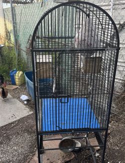 Bird Cage