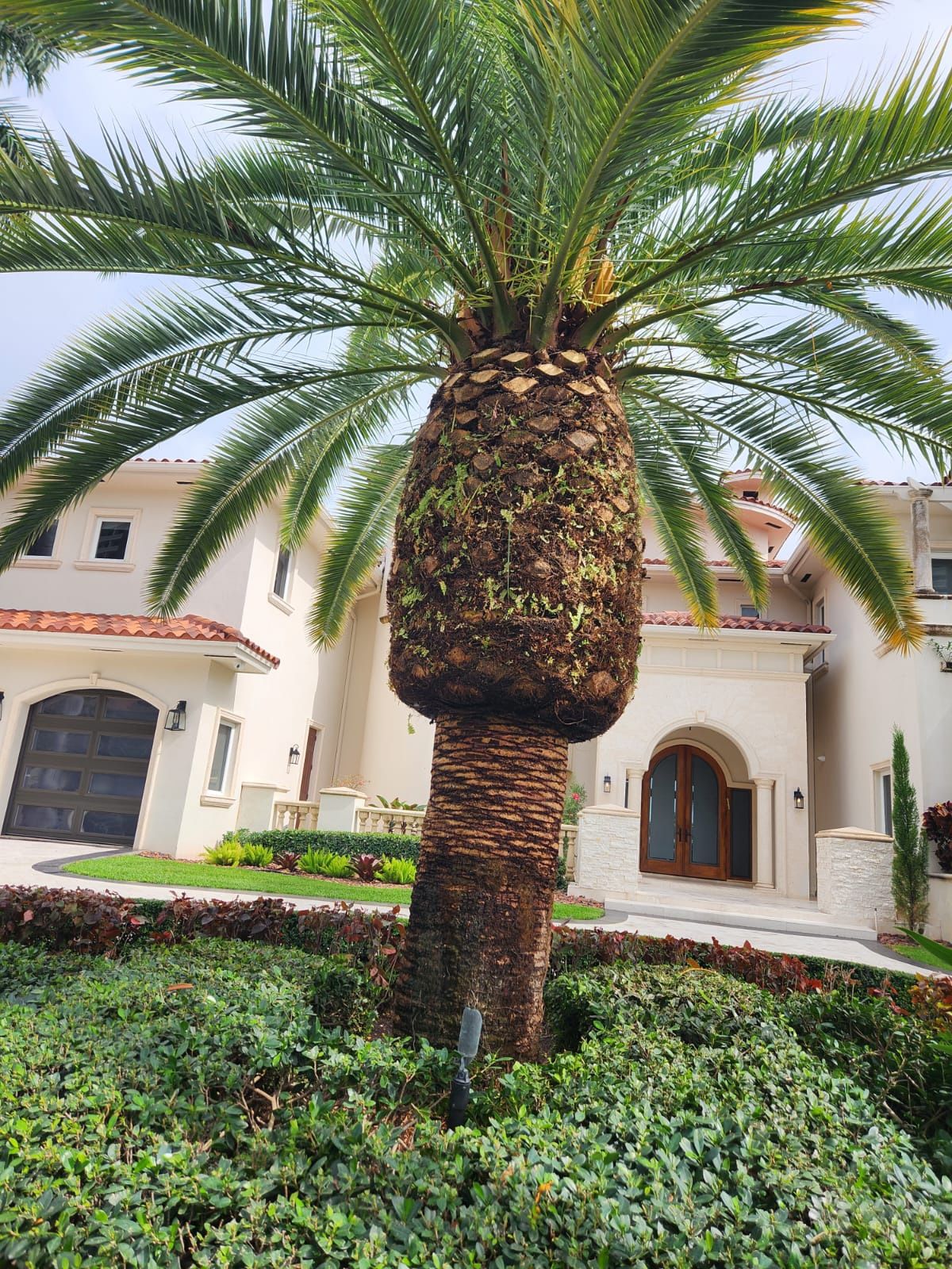 Tree Trimming