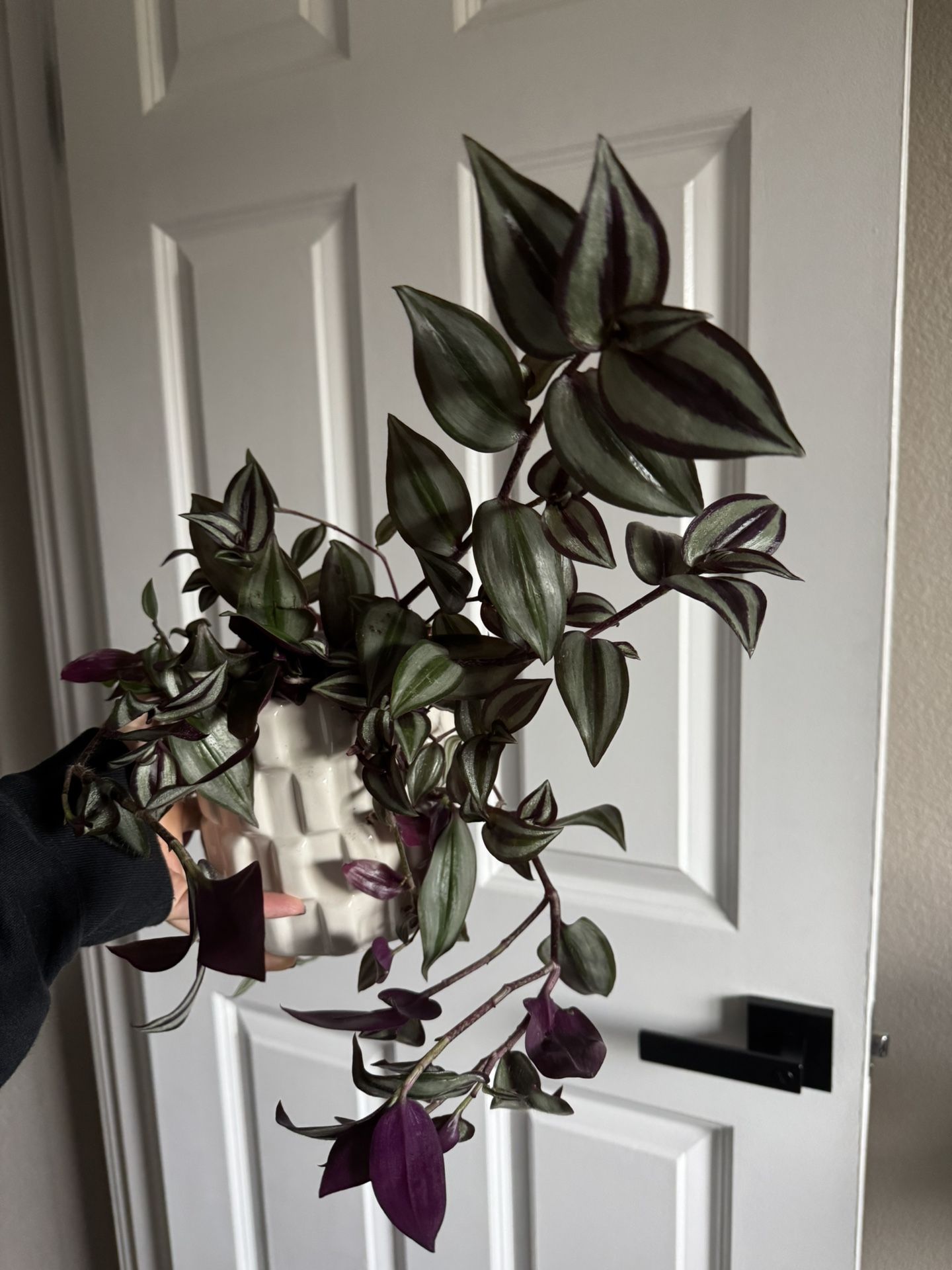 The Inch Plant