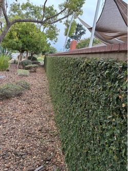 Garden and tree