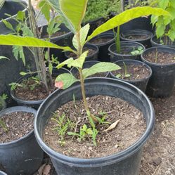 Plantas