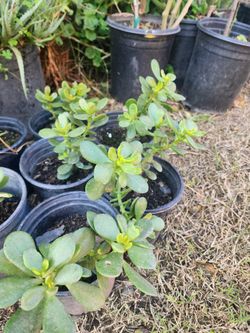 Jade Plants Asking $10 Each One